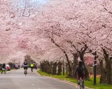 Cherry blossom trees in bloom in Washington, DC
